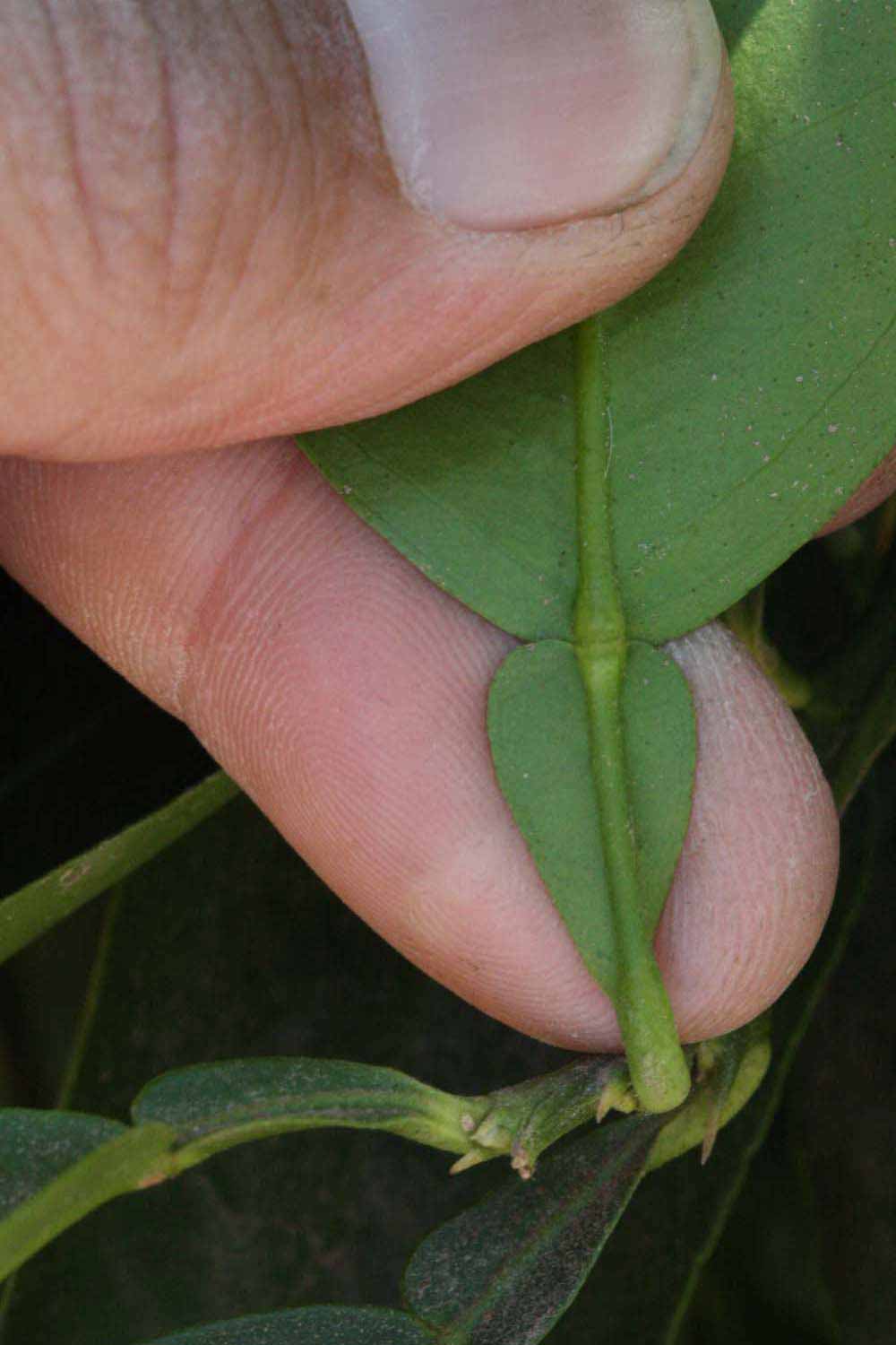              Petiole (Riverside, CA)       